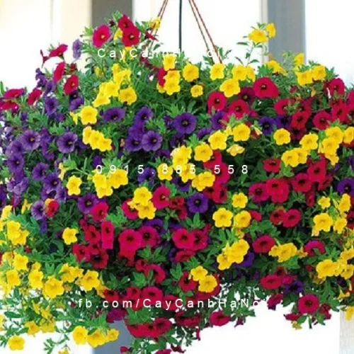 Cận cảnh vẻ đẹp rực rỡ và đa dạng màu sắc của hoa triệu chuông giúp giải đáp hoa chuông có ý nghĩa gì