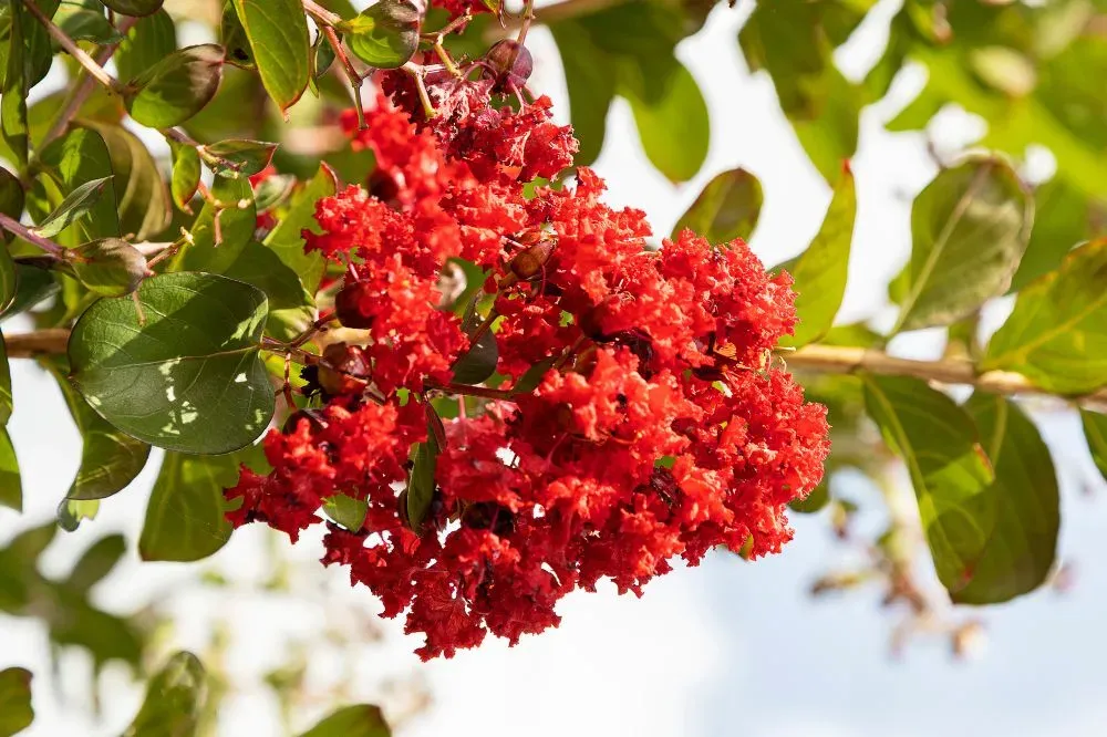 Màu cam rực rỡ của Tường Vy mang lại sự sáng tạo và nhiệt huyết