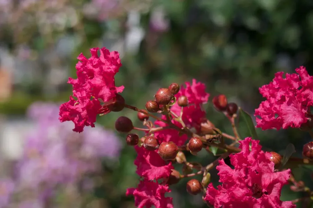 Hoa Tường Vy đỏ mang lại năng lượng nhiệt huyết cho không gian