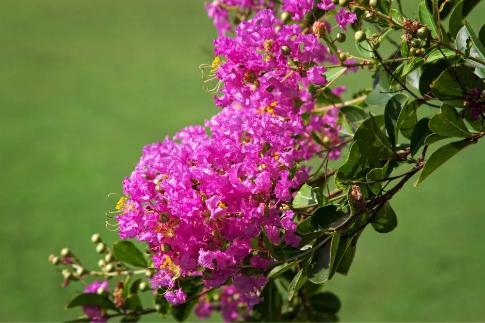 Hoa Tường Vy tím biểu tượng cho sự thủy chung và quý phái