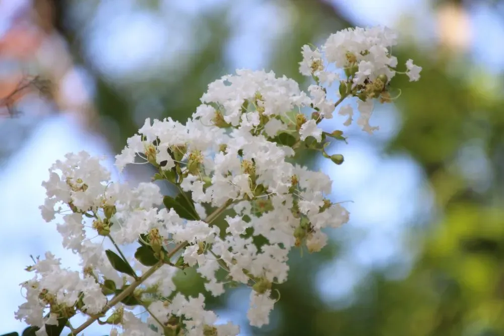 Sắc trắng tinh khôi của hoa Tường Vy giúp thanh lọc tâm hồn