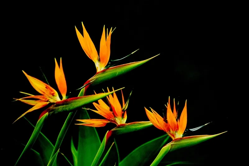 Hoa thiên điểu 3