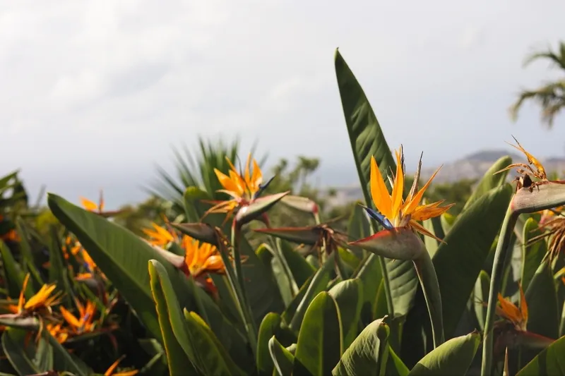 Hoa thiên điểu 5