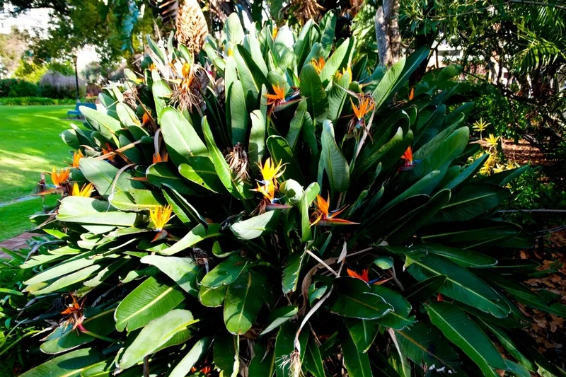 Hoa thiên điểu 8