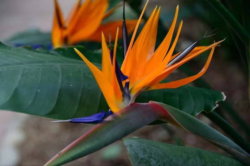 Hoa thiên điểu 9