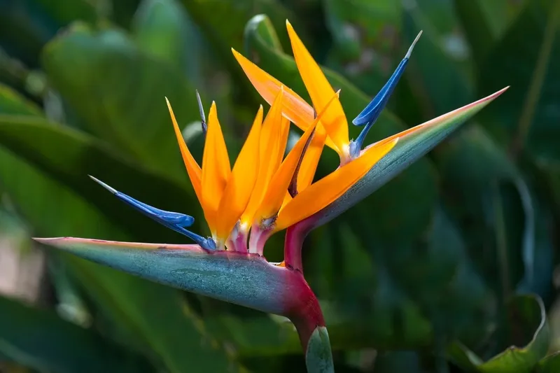 Hoa thiên điểu 6