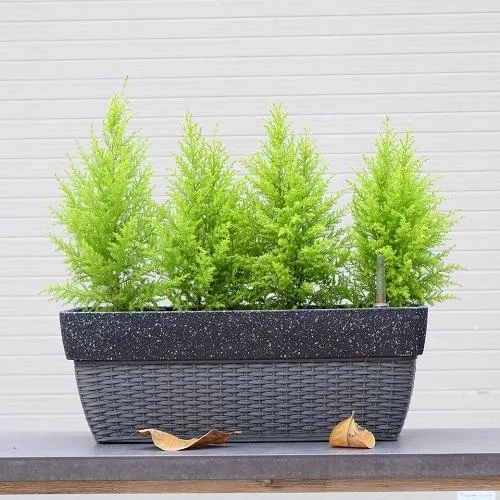 Cây Tùng đem lại sự may mắn, hài hòa trong công việc