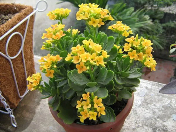 Cây sống đời với những bông hoa rực rỡ