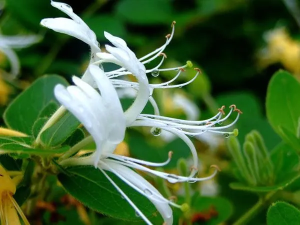 Cây kim ngân có tên khoa học là Flos Lonicerae hay Lonicera japonica Thunb
