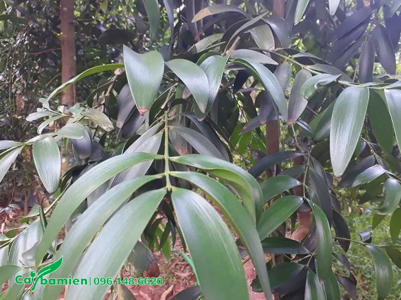 Lá cây Kim Giao màu xanh bóng, hình mũi mác thuôn dài