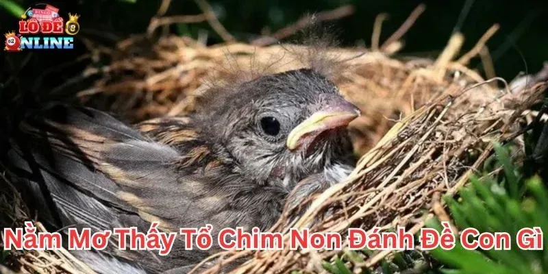 Giải mã giấc mơ thấy tổ chim non theo các chuyên gia phong thủy