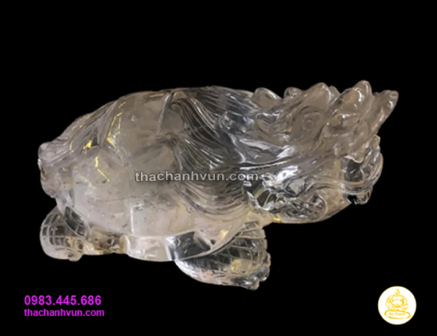 Long Quy hay còn gọi là Rùa đầu rồng