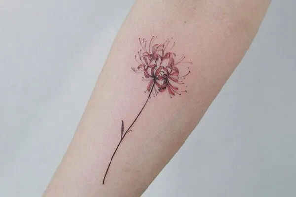 mẫu tattoo hoa bỉ ngạn mini