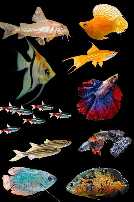 Nuôi Cá Phong Thủy Mệnh Kim: 6 Lưu Ý Quan Trọng Để Hút Tài Lộc 7 mau sac ca canh