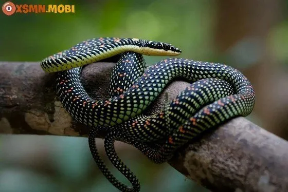 Giải mã giấc mơ thấy rắn rượt đuổi chi tiết