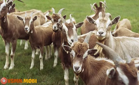 Ý nghĩa phong thủy của giấc mơ thấy dê