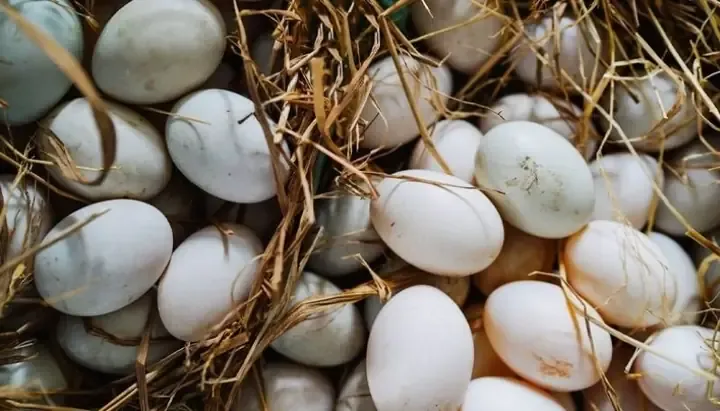 Mơ Thấy Trứng Vịt Xiêm