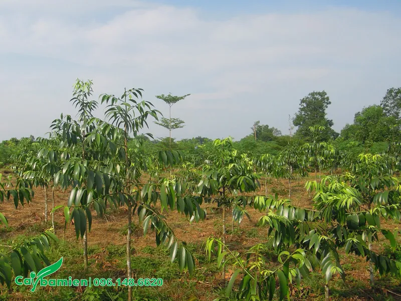 Vườn trồng cây kim giao nhỏ, chiều cao hơn 1m