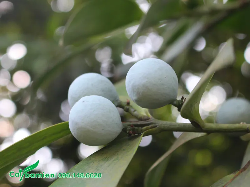 Quả Kim Giao có hình cầu, màu lam đặc biệt