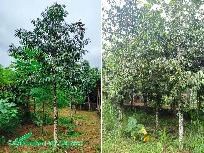 Cây Kim Giao trồng trên đất đồi