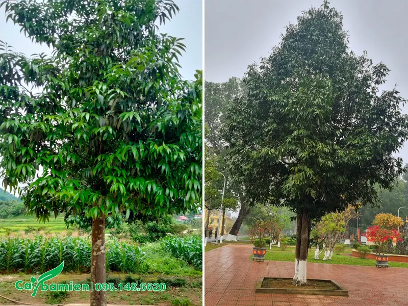 Cây Kim Giao tại rừng trồng, có tán đẹp, xanh tươi