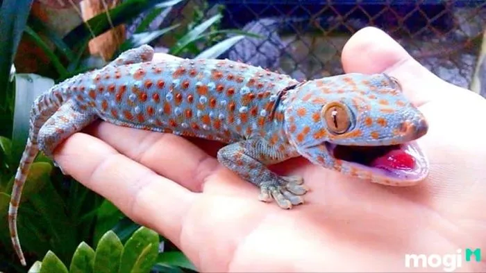 Tắc kè kêu 13 tiếng: Giải mã ý nghĩa tâm linh và dân gian