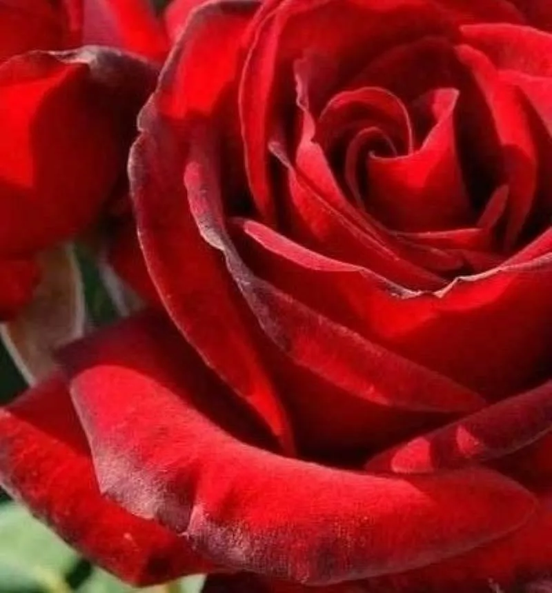 Tặng hoa hồng đỏ ý nghĩa