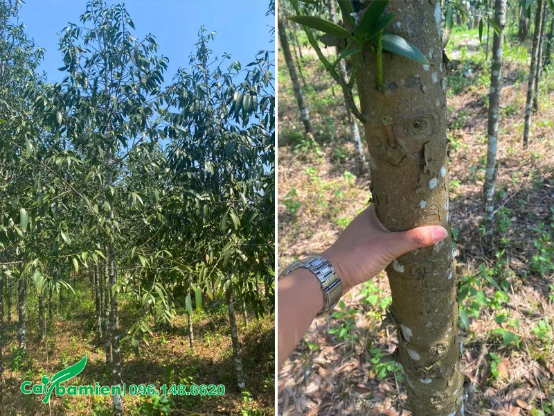 Thân cây Kim Giao có màu xám đặc biệt