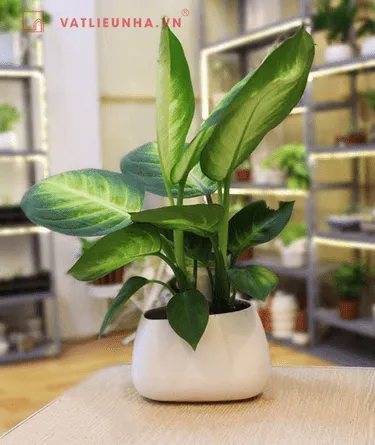 Cây Vạn Niên Thanh mang ý nghĩa của sự sung túc