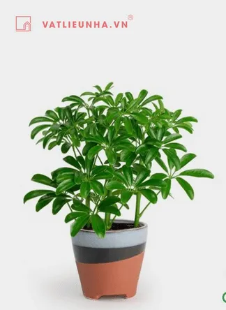 Cây Ngũ gia bì có thể xua đuổi muỗi và đem lại sự may mắn