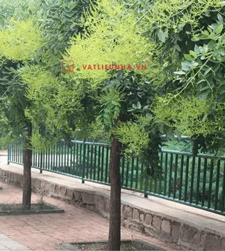 Cây Hoa hòe mang ý nghĩa cuộc sống tốt lành
