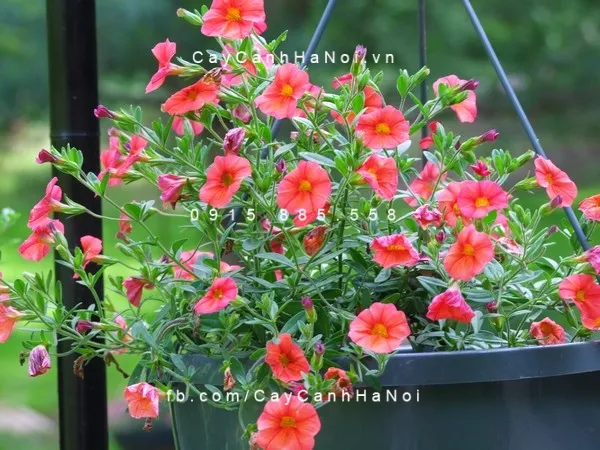 Quy trình kỹ thuật trồng và chăm sóc chi tiết giúp người yêu hoa hiểu rõ hoa chuông có ý nghĩa gì trong thực tế