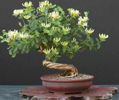 Ý nghĩa của hoa kim ngân