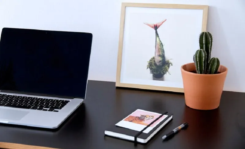 phong-thuy-cay-xuong-rong-va-vi-tri-dat-cay-xuong-rong