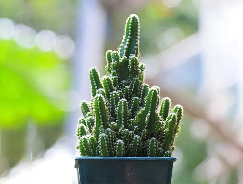 Xương rồng Thanh Sơn