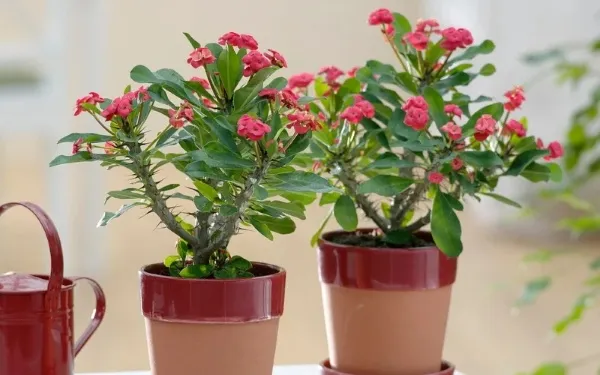 Xương rồng Bát Tiên