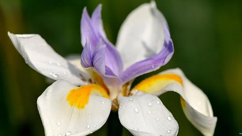 Cận cảnh vẻ đẹp tinh khôi của loài hoa Diên Vĩ trắng thanh khiết