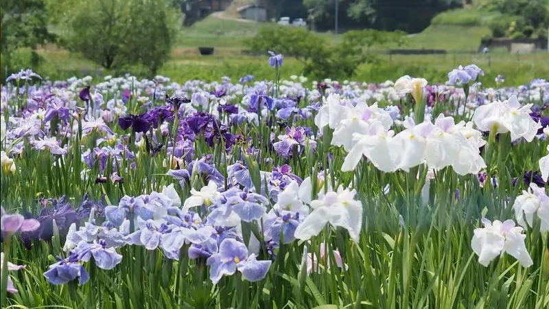 Mỗi quốc gia đều dành cho hoa Diên Vĩ những ý nghĩa biểu tượng đặc biệt