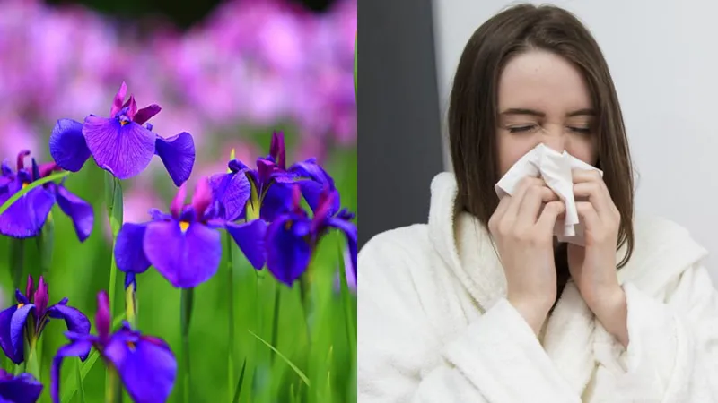 Những bài thuốc dân gian từ rễ và thân cây hoa Diên Vĩ giúp chữa bệnh