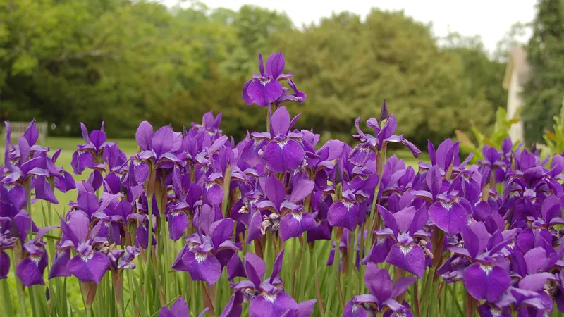 Hoa Diên Vĩ được trồng trang trí trong sân vườn tạo không gian thư giãn