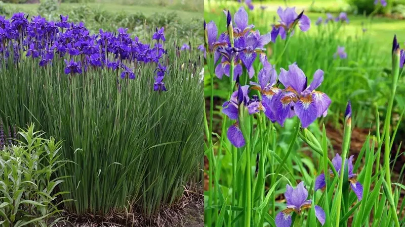 Kỹ thuật gieo hạt giống hoa Diên Vĩ đúng cách giúp cây phát triển nhanh