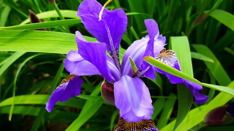 Sắc tím nồng nàn của hoa Diên Vĩ luôn có sức hút mãnh liệt với người yêu hoa