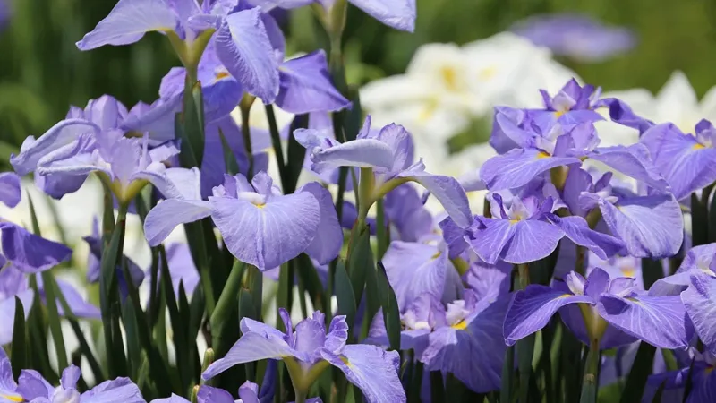 Hoa Diên Vĩ rực rỡ khoe sắc dưới ánh nắng vàng óng ả của mùa thu