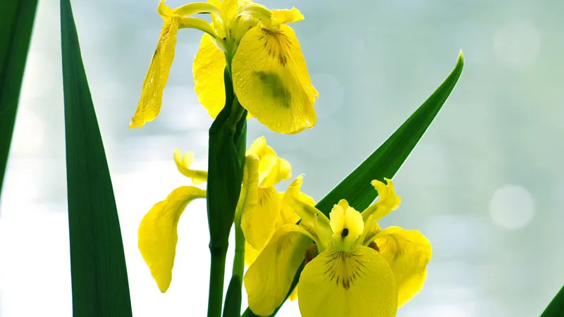 Sắc vàng quý phái của hoa Diên Vĩ tượng trưng cho đam mê và nhiệt huyết