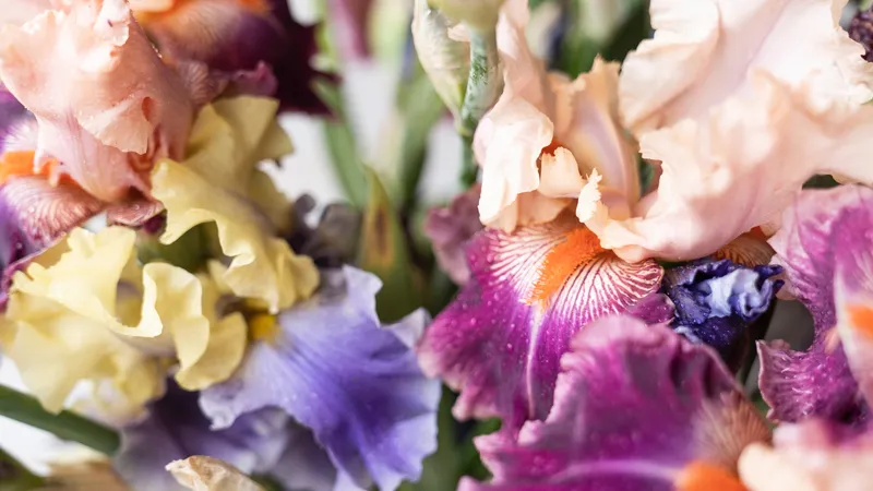 Sự kết hợp đa dạng các màu sắc hoa Diên Vĩ tạo nên vẻ đẹp huyền ảo