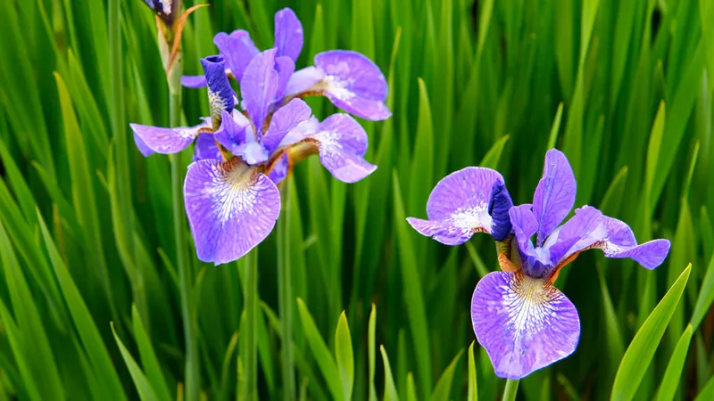 Lựa chọn mua hoa Diên Vĩ tại các cửa hàng uy tín để đảm bảo chất lượng cây