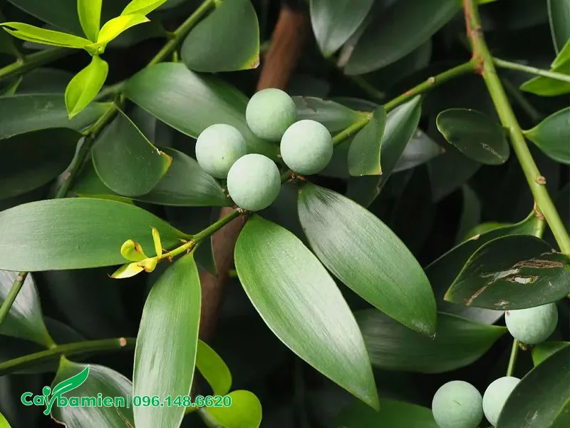 Tán lá xanh bóng của cây Kim Giao công trình