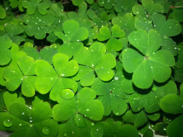 Hướng dẫn trồng cây để phát huy ý nghĩa của cỏ 3 lá trong không gian sống