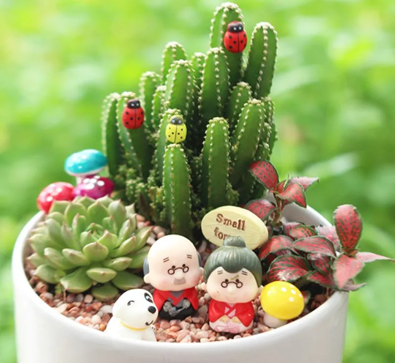 Cây xương rồng trong tình yêu