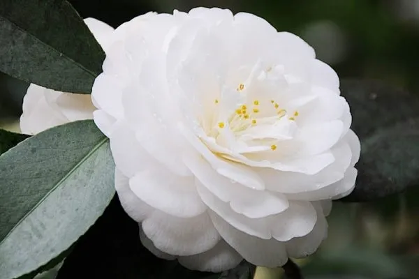 Ý nghĩa hoa bạch trà loài hoa mang lại sắc trắng tinh khôi và may mắn